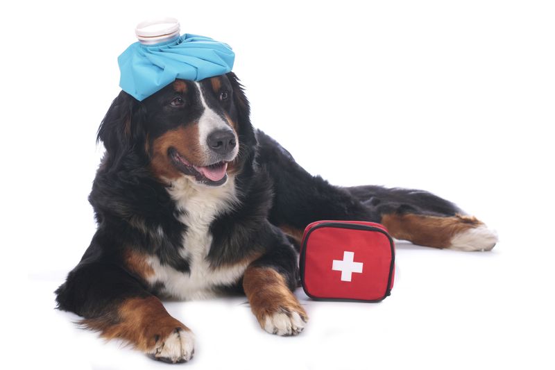 The Ultimate Guide to the  Canine First Aid Kit